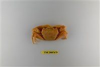 藏品(休氏聲蟹)的圖片